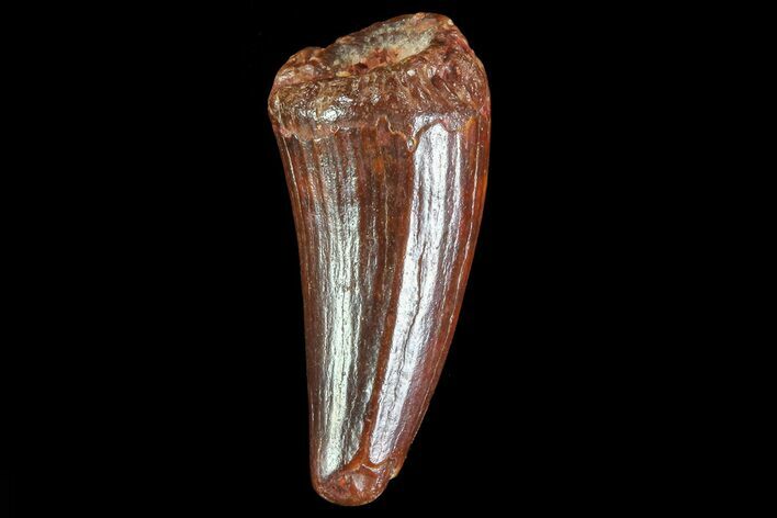 Cretaceous Fossil Crocodile Tooth - Morocco #72771